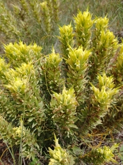 Castilleja citrina