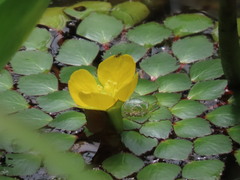 Ludwigia sedoides