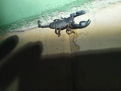 Opisthacanthus