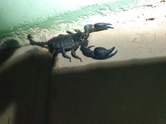 Opisthacanthus