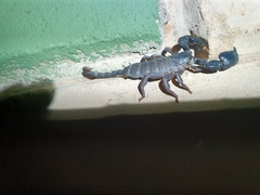 Opisthacanthus