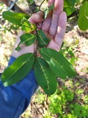 Erythroxylum areolatum