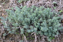 Petrosedum
