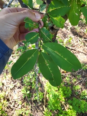 Erythroxylum areolatum
