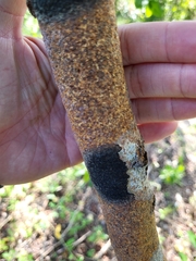 Erythroxylum areolatum