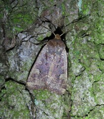 Conistra erythrocephala