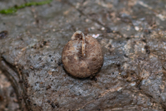 Oestophorella buvinieri