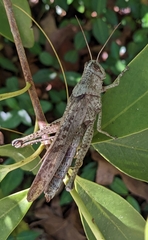 Schistocerca rubiginosa