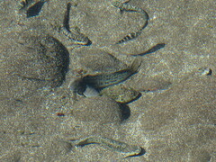 Parablennius parvicornis