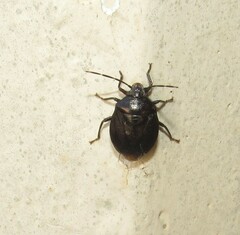 Antiteuchus