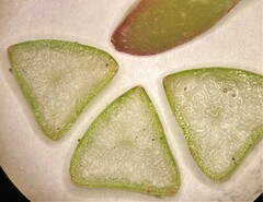 Carpobrotus chilensis