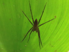 Neoctenus