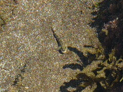 Entomacrodus cadenati