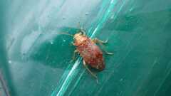 Agnocoris