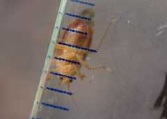 Agnocoris