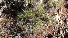 Ptilostemon hispanicus