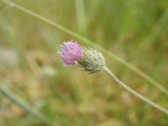 Tyrimnus leucographus