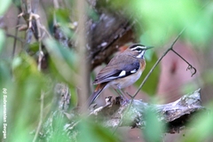 Cercotrichas quadrivirgata