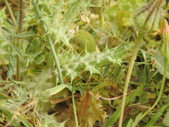 Tyrimnus leucographus