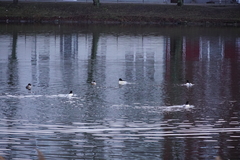 Mergus merganser