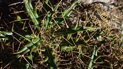 Ptilostemon hispanicus