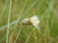 Tyrimnus leucographus