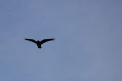 Corvus corax