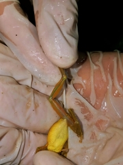 Scinax elaeochroa