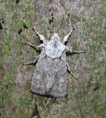 Lithophane ornitopus