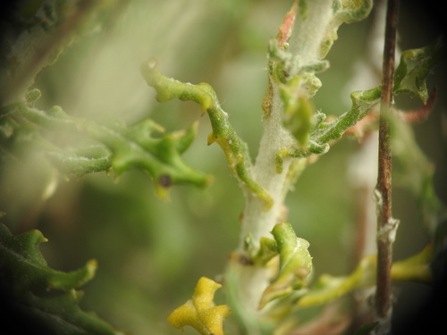 Image of Phagnalon graecum by (c) Yves Bas, some rights reserved (CC BY)