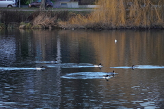 Mergus merganser