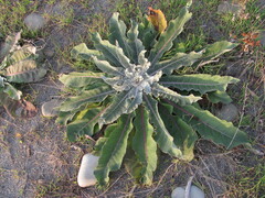 Verbascum gnaphalodes