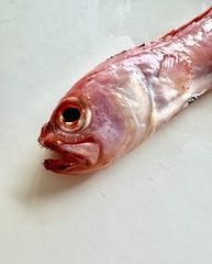 Cepola macrophthalma