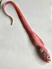 Cepola macrophthalma