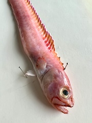 Cepola macrophthalma