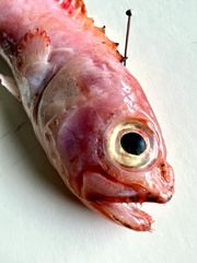Cepola macrophthalma