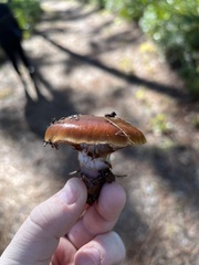 Cortinarius mucosus