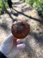 Cortinarius mucosus