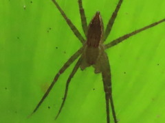 Neoctenus