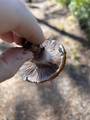 Cortinarius mucosus