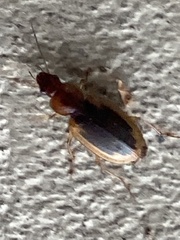 Tanystoma maculicolle