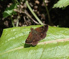 Butleria bissexguttatus