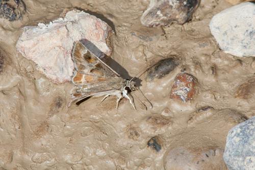 Arizona Powdered-Skipper