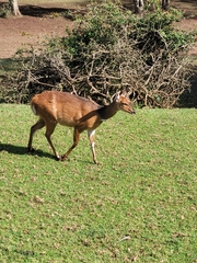 Tragelaphus sylvaticus