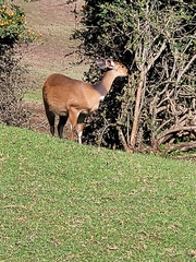 Tragelaphus sylvaticus