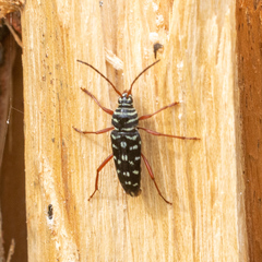 Placosternus crinicornis