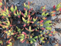Carpobrotus chilensis