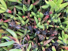 Carpobrotus chilensis