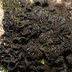 Collema