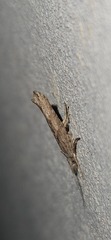 Ypsolopha